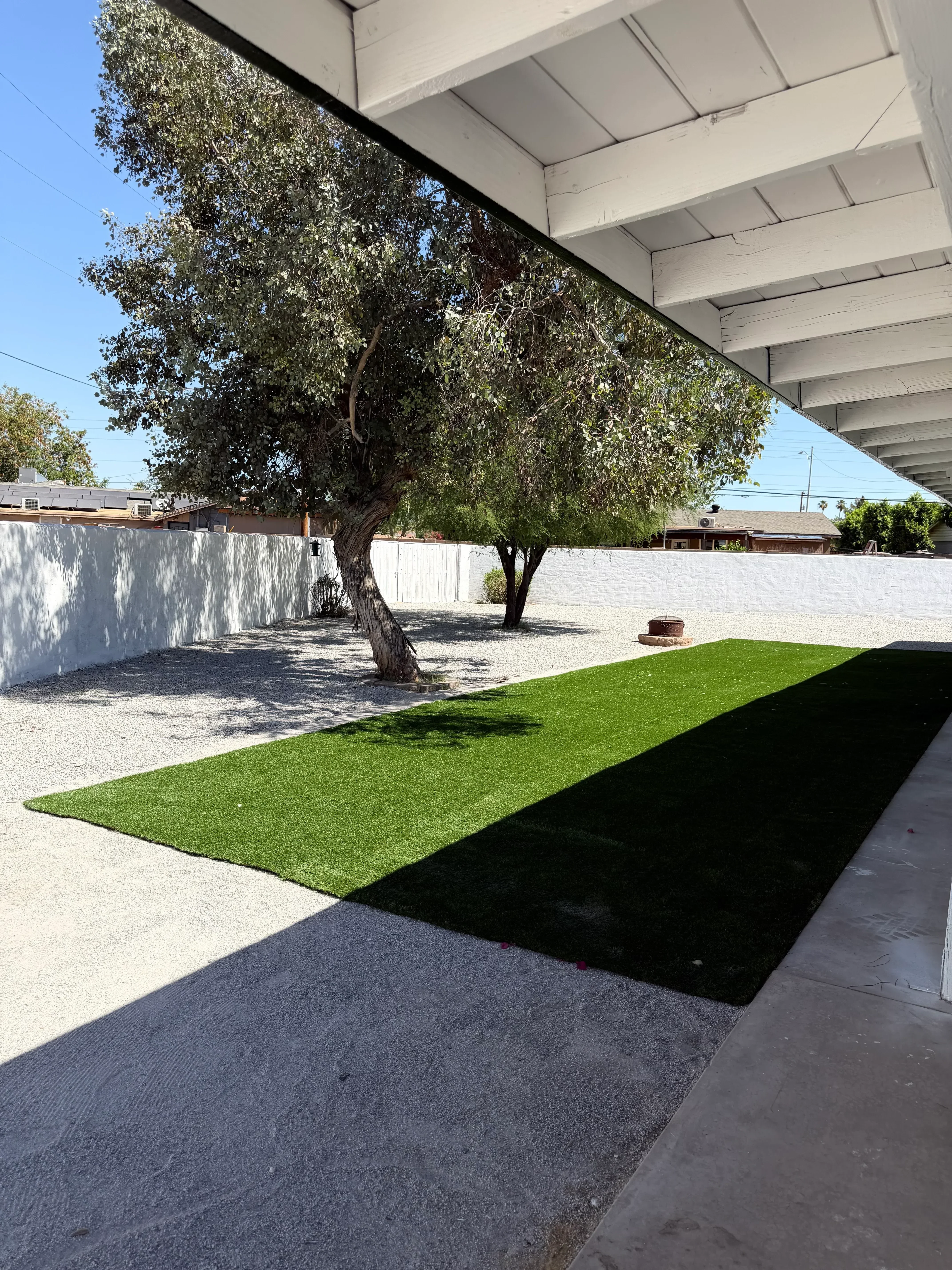Freshly installed green sod lawn with concrete walkway and mature tree in residential yard